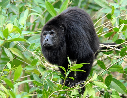 Singe Hurleur noir male